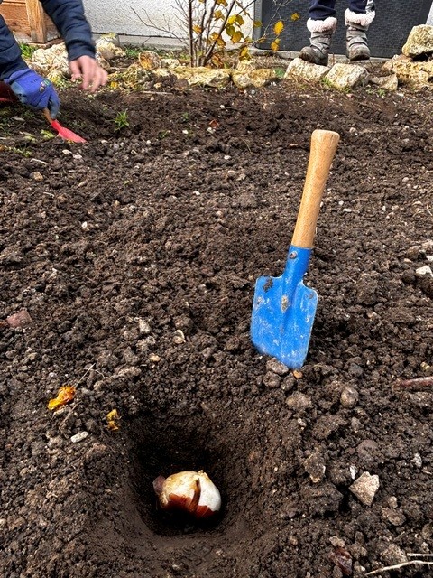 tulpe MM1.jpg
